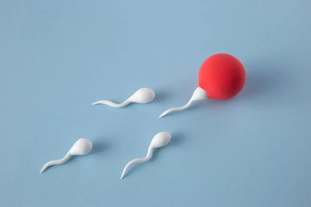 Guide til inseminering med donor eller partner – Gravidtid